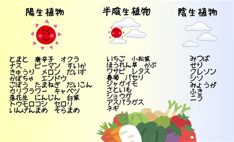 陰生植物 一覧|陽性植物と半陰性植物と陰性植物の野菜一覧【家庭菜園で役立つ。